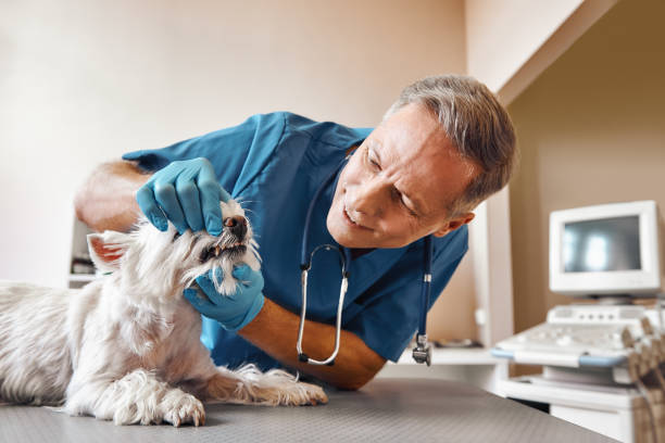 Best Emergency Tooth Extraction in Irvington, NY